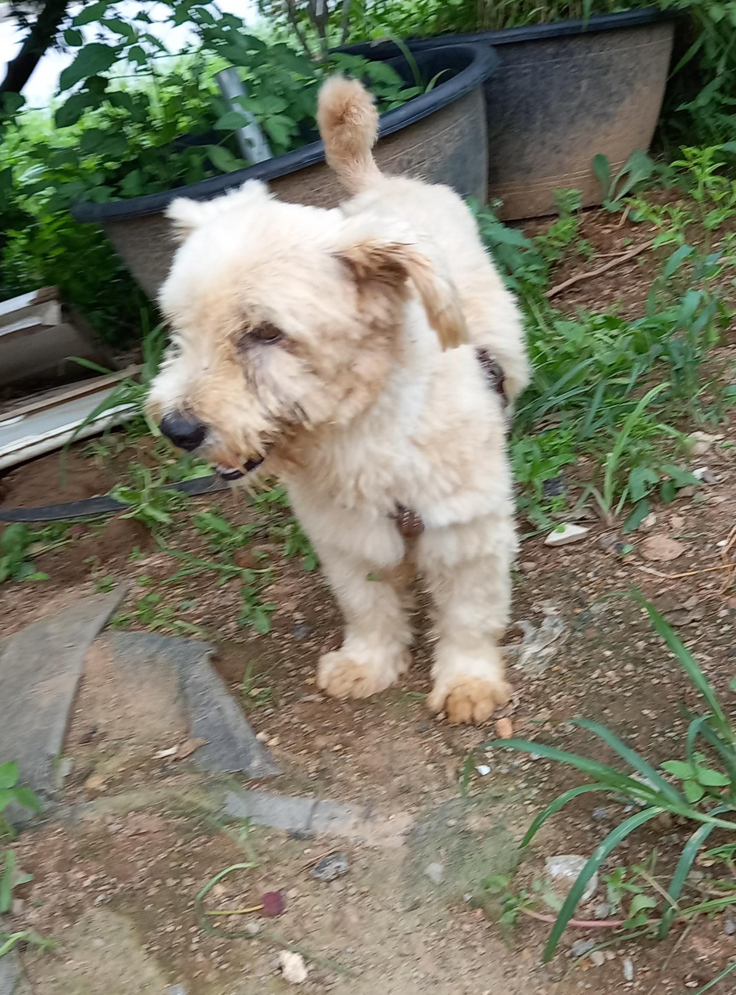 금일동물보호센터_444460202300679