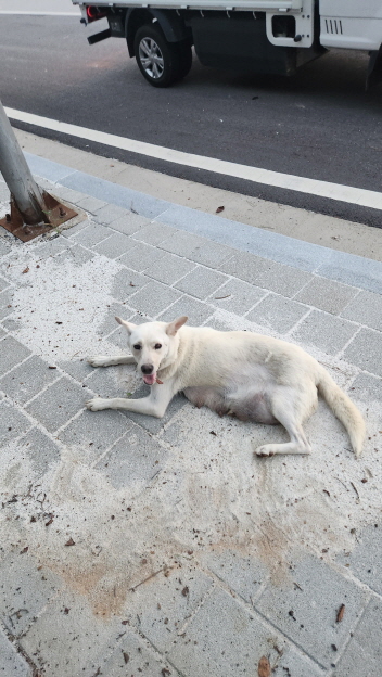 익산유기동물보호소_445468202301621