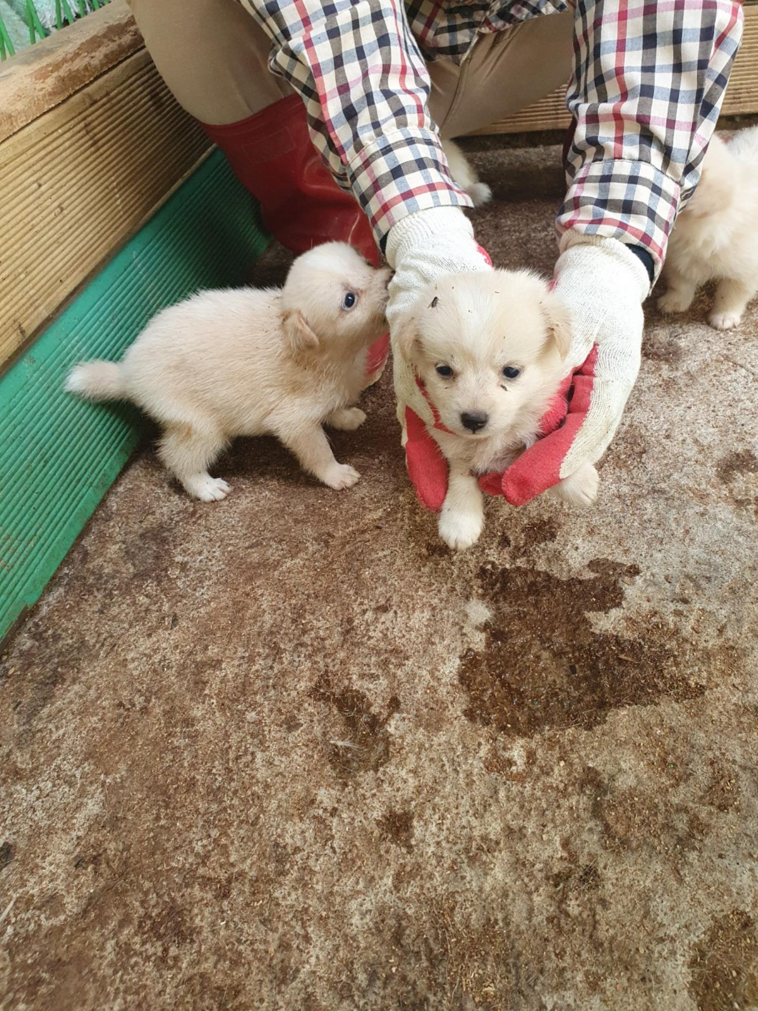학교동물임시보호센터_446496202300428