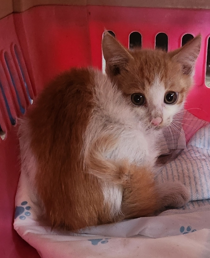 울산유기동물보호센터_431372202300423