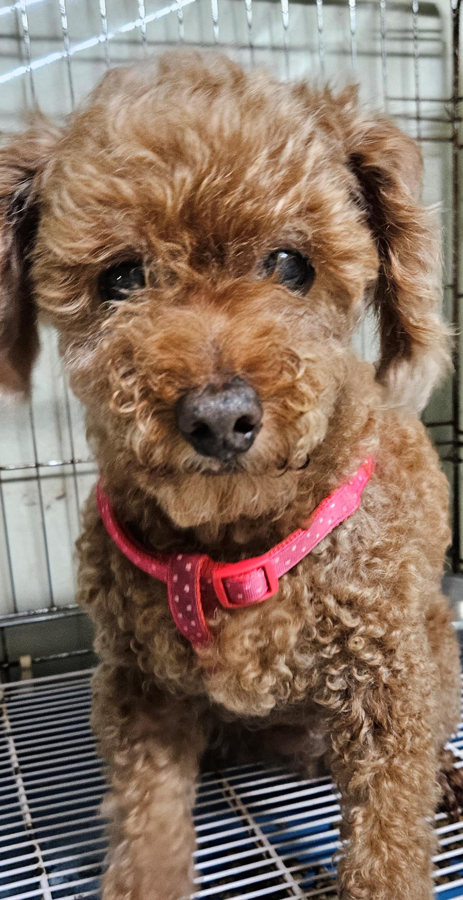 대구유기동물보호협회_427347202300728