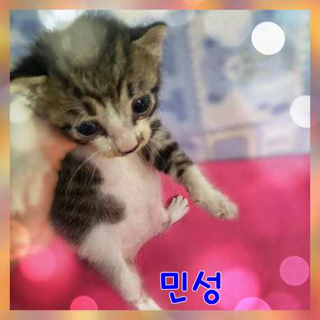 군산유기동물보호센터_445467202301649