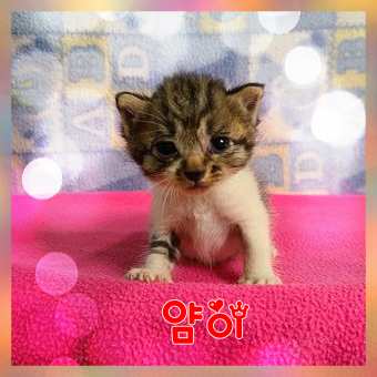 군산유기동물보호센터_445467202301647