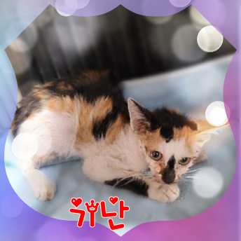 군산유기동물보호센터_445467202301646