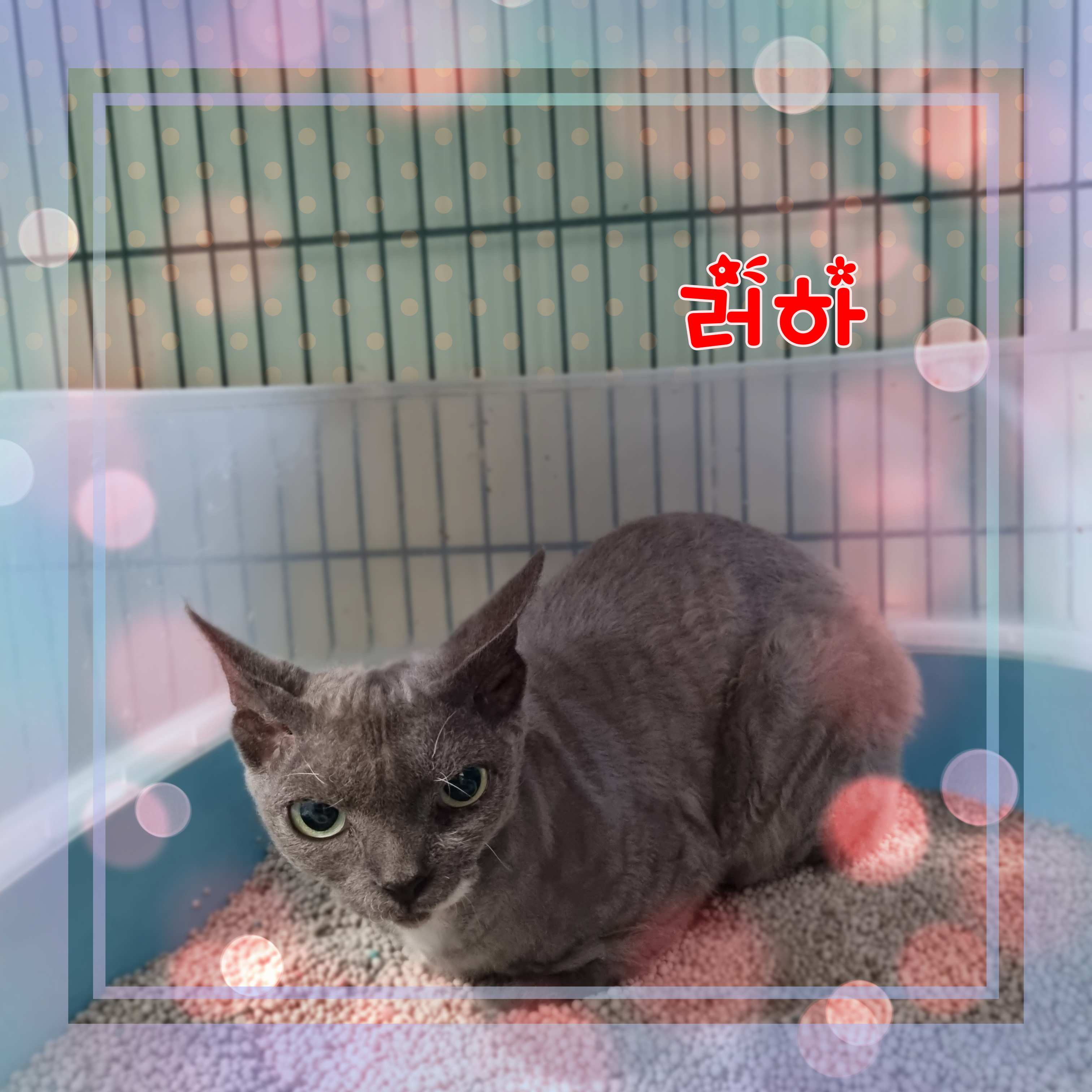 군산유기동물보호센터_445467202301633