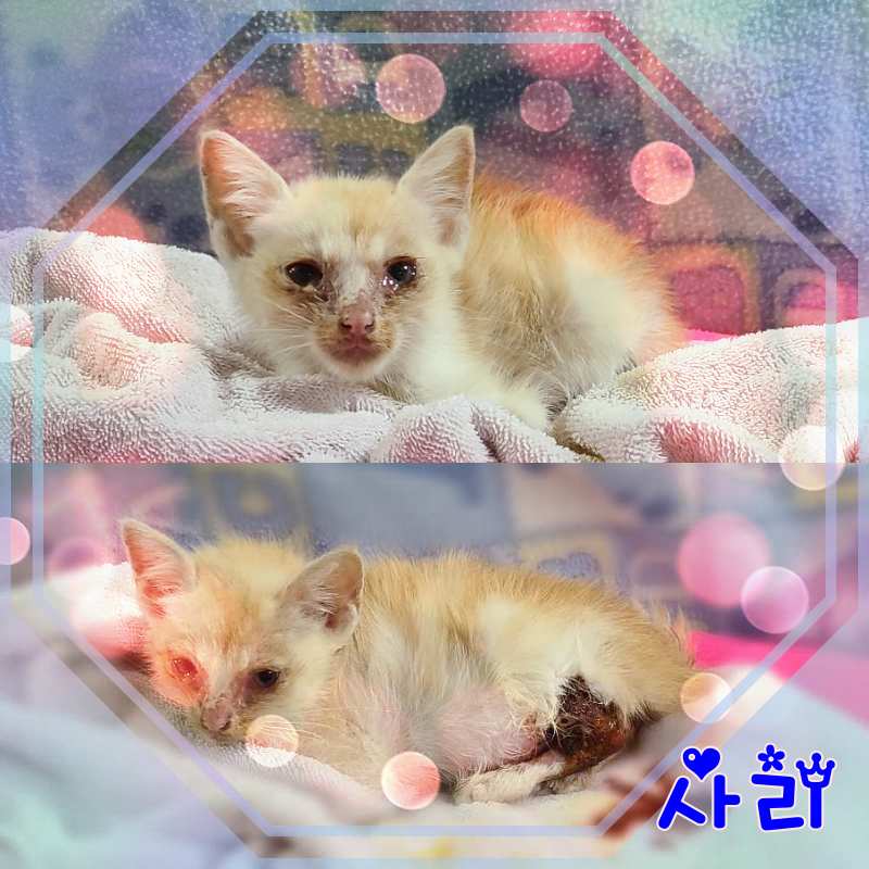 군산유기동물보호센터_445467202301632