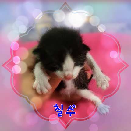 군산유기동물보호센터_445467202301631