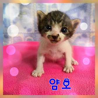 군산유기동물보호센터_445467202301648
