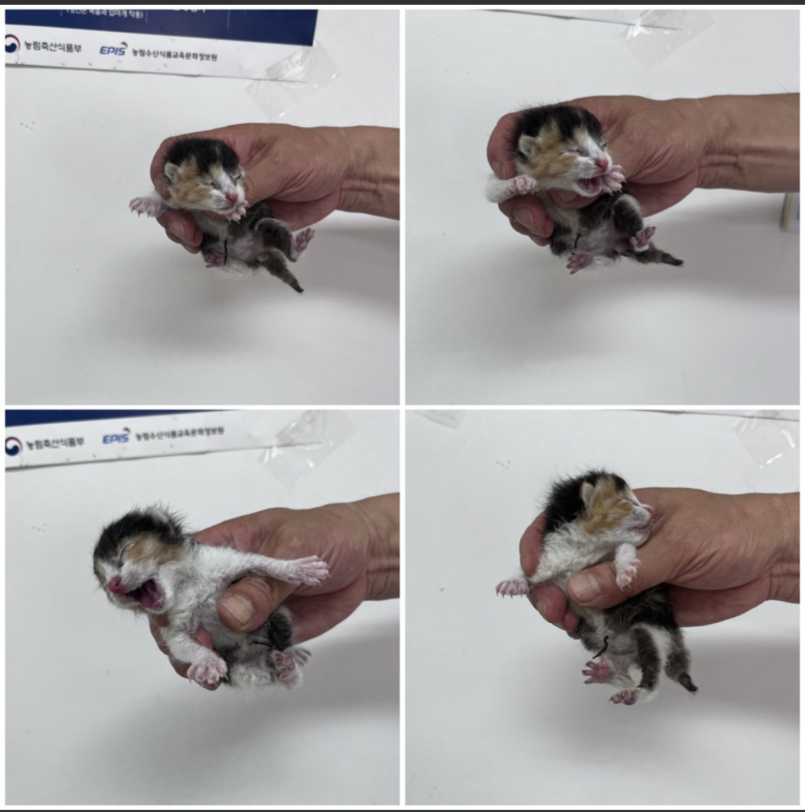천안시유기동물보호소_444449202301795