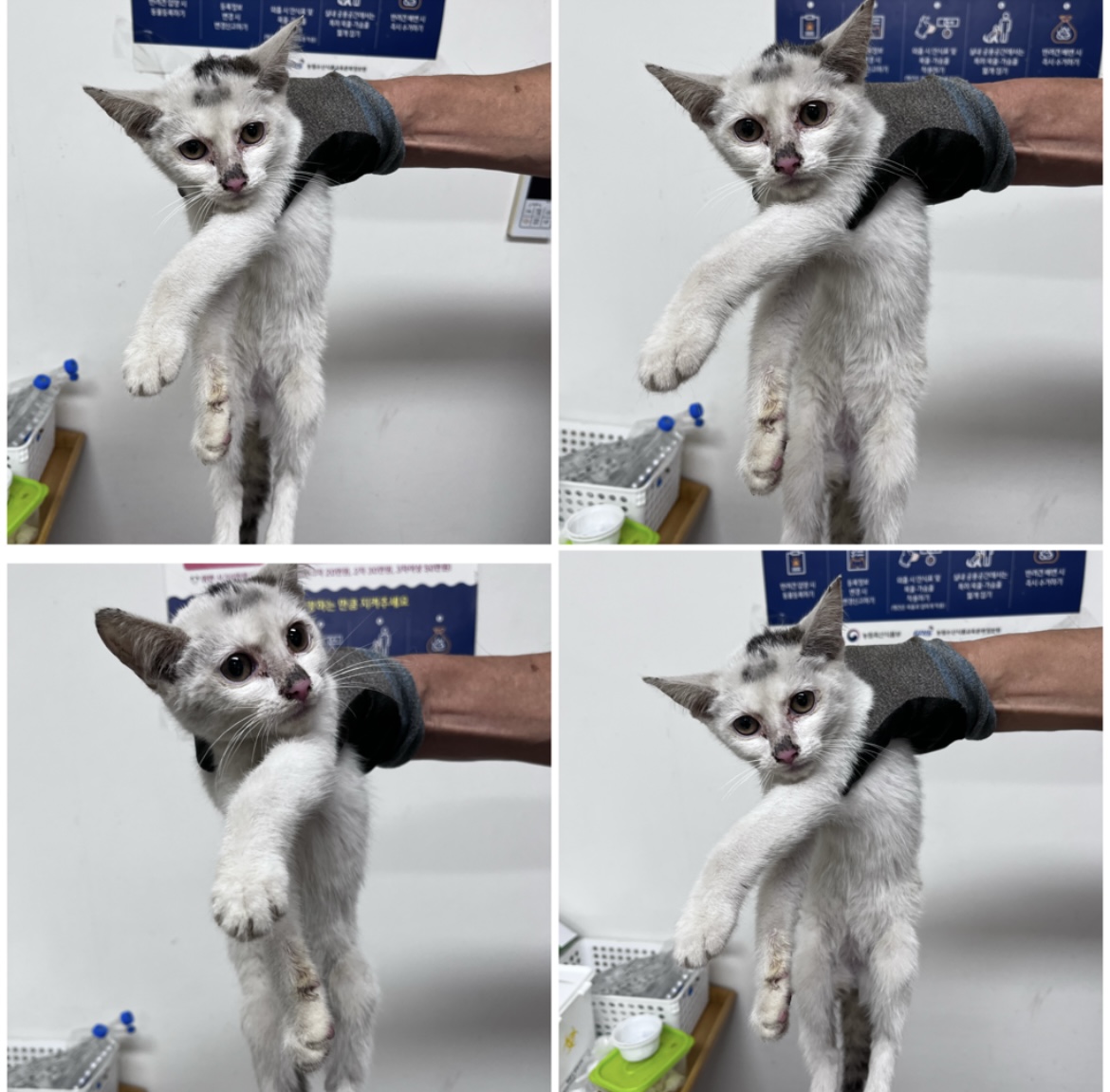 천안시유기동물보호소_444449202301793
