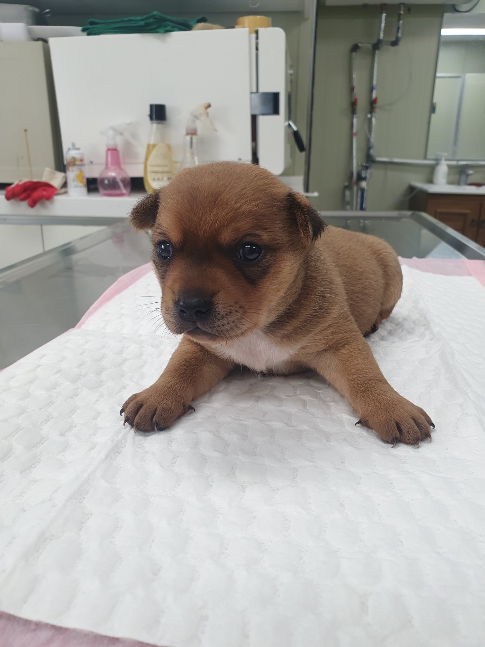남양주시동물보호센터_441399202302033