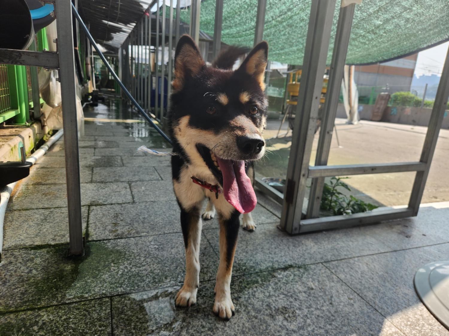 광주 동물보호소_429363202300744
