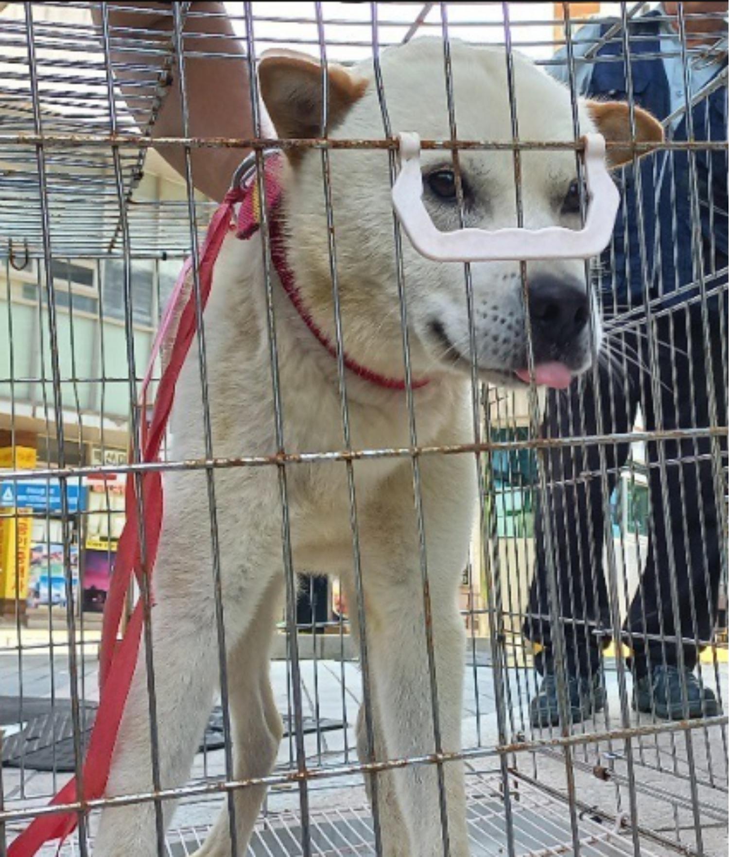 양평군유기동물보호소_441417202300735