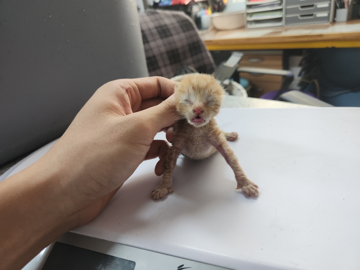 광주 동물보호소_429361202300353