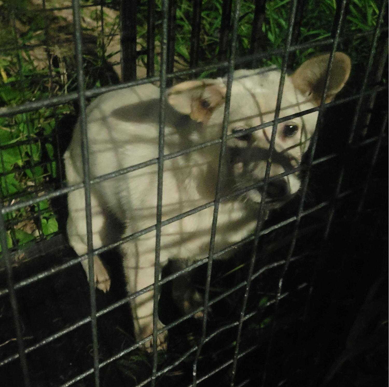창녕 유기동물보호소_448541202301230