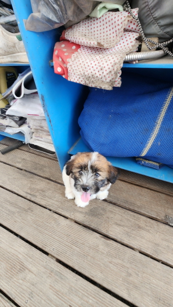 익산유기동물보호소_445468202301623