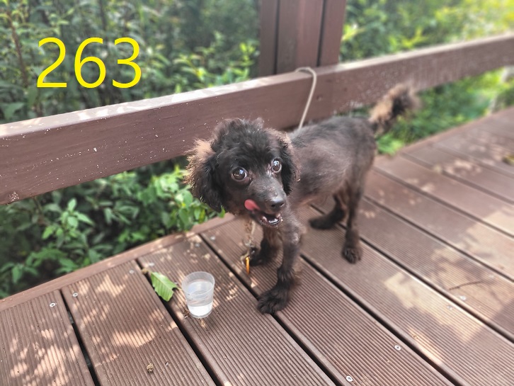 신영재동물병원_428355202300430