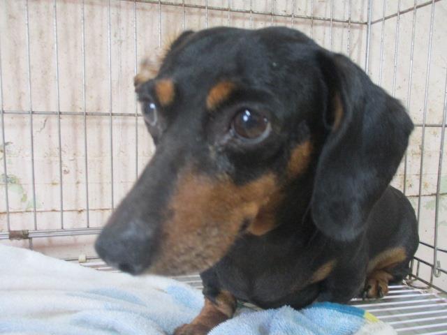 동물보호관리협회_426329202300735