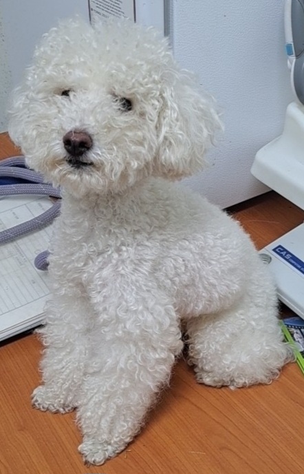수원시 동물보호센터_441374202300842