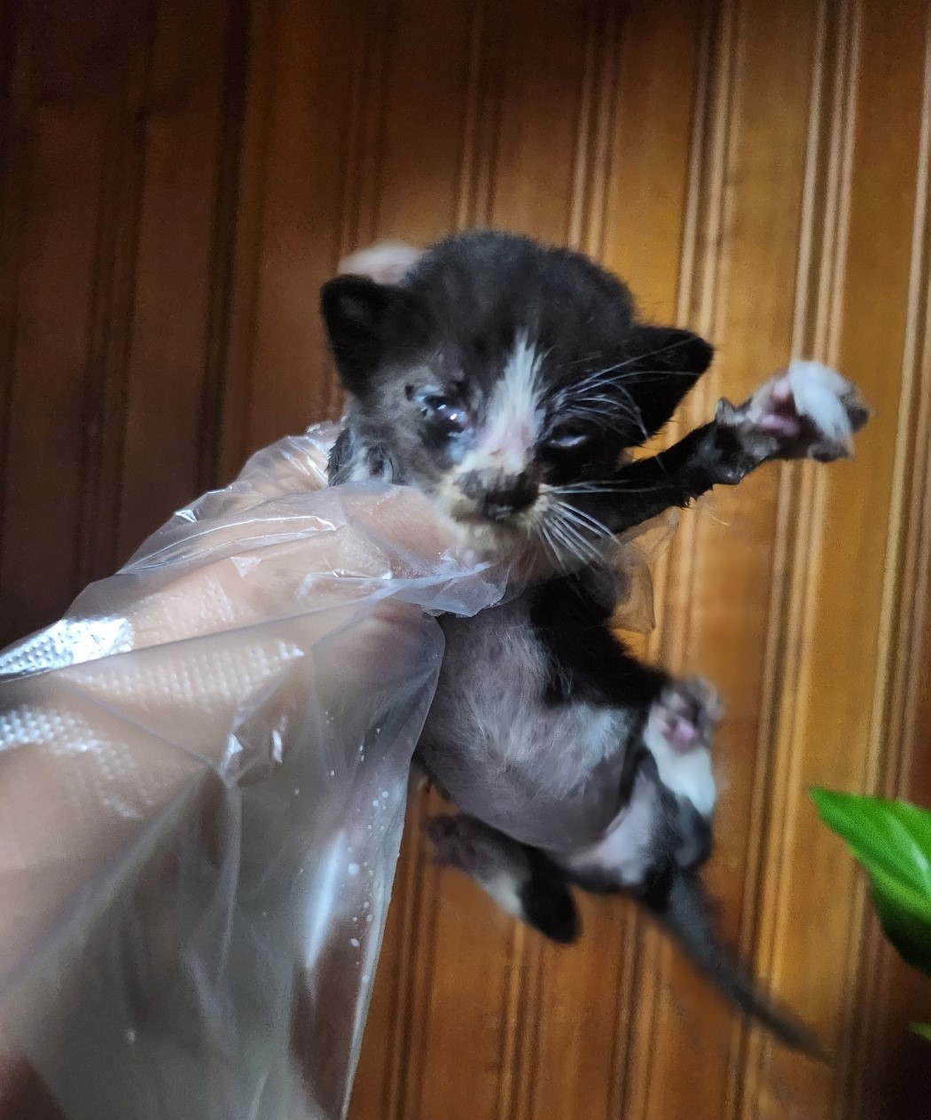 울산유기동물보호센터_431373202300896