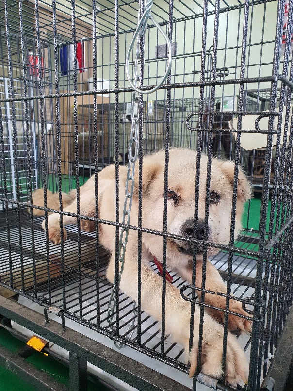 공주시 동물보호소_444450202300455