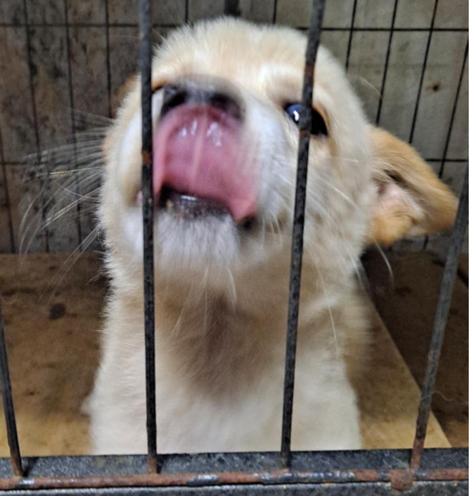 유기동물 삼호 보호소_446494202300409