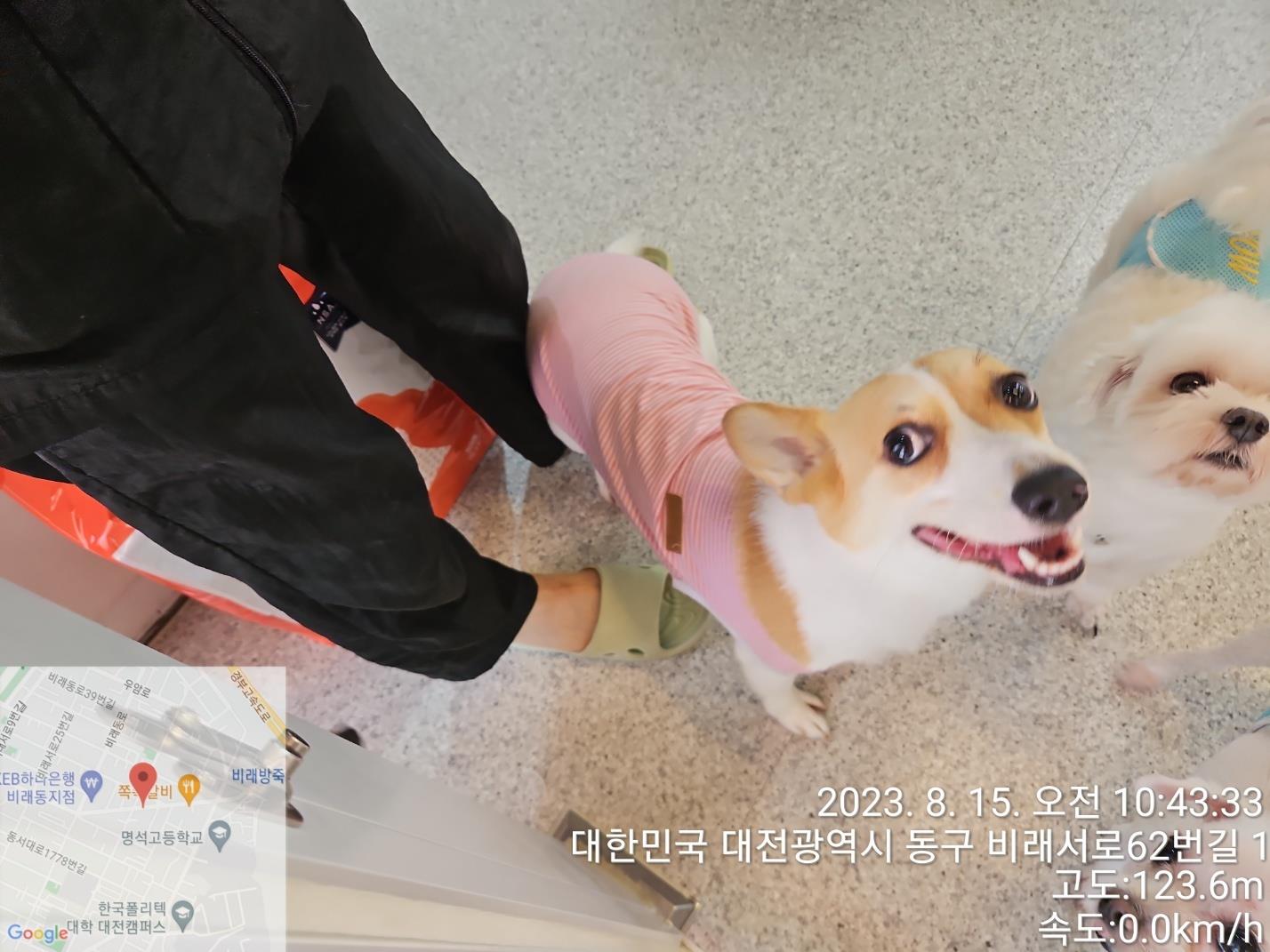 대전동물보호센터_430368202300393