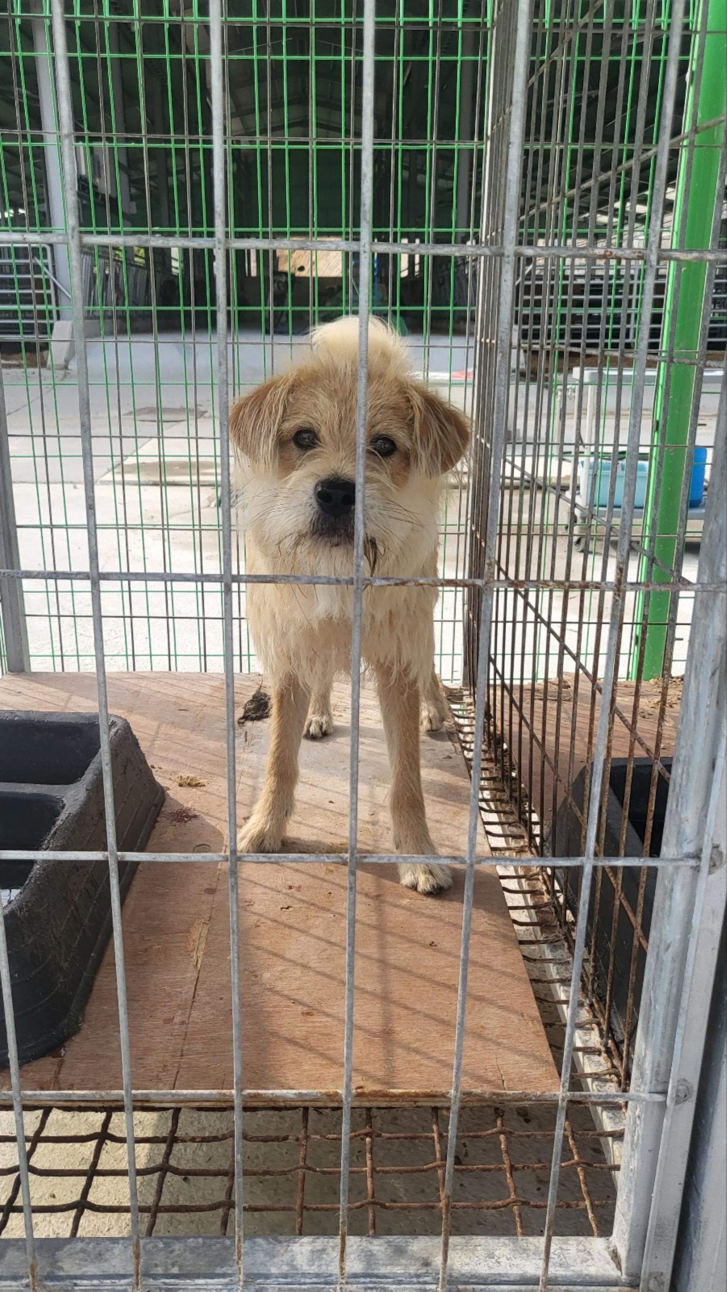 거창유기동물보호센터_448547202300772
