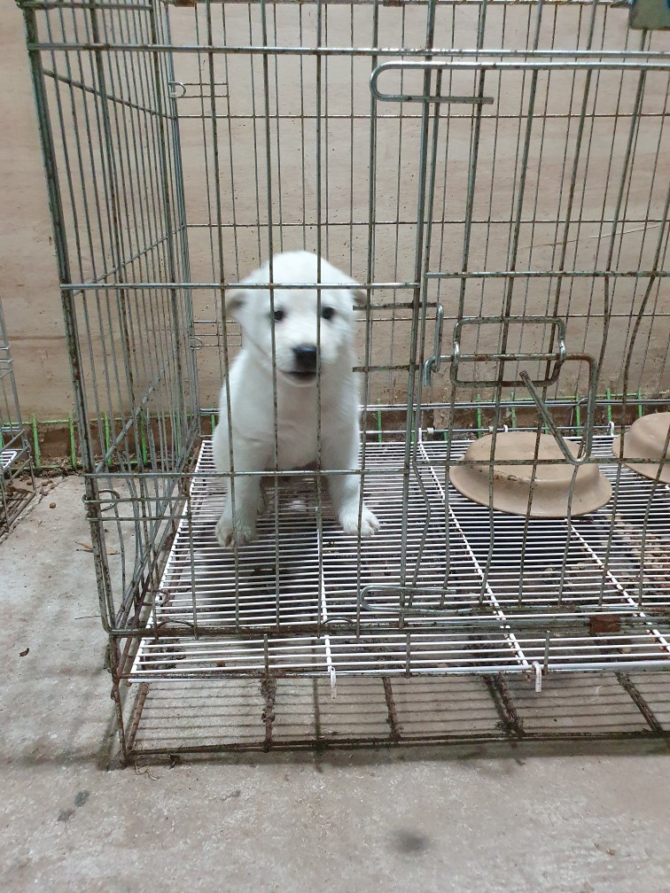 고령군 임시보호소_447520202300293