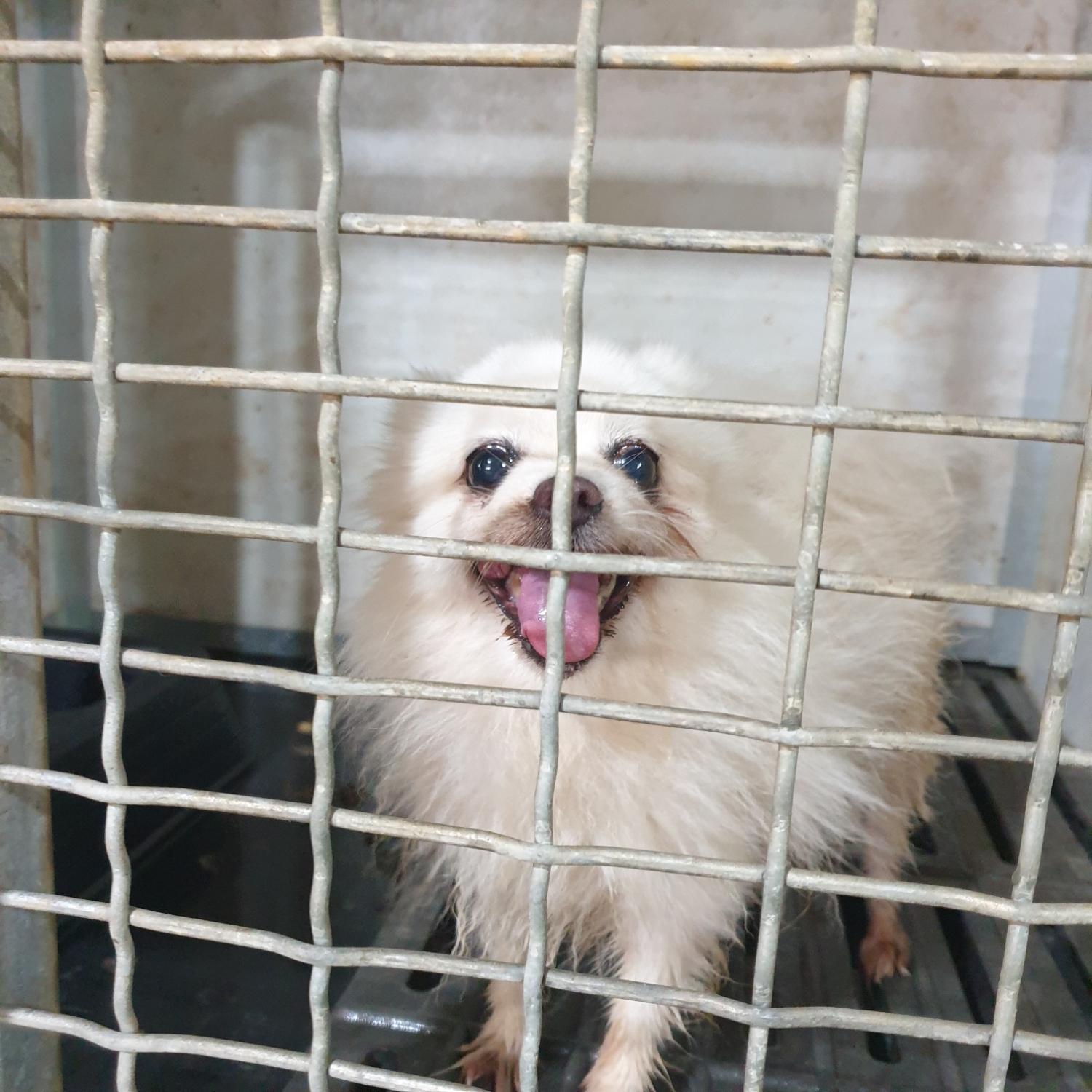 남양동물보호센터_441553202302338