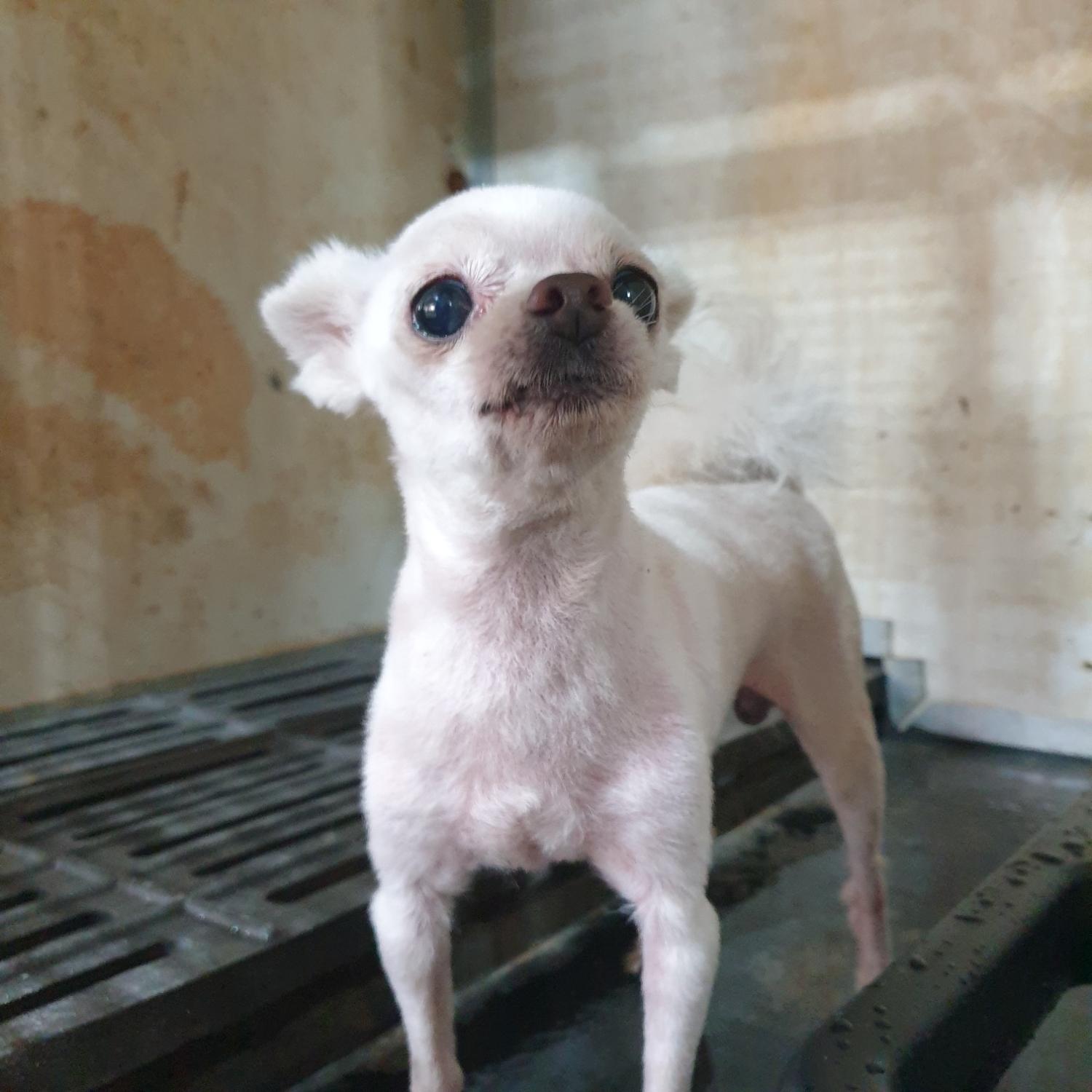 남양동물보호센터_441553202302340