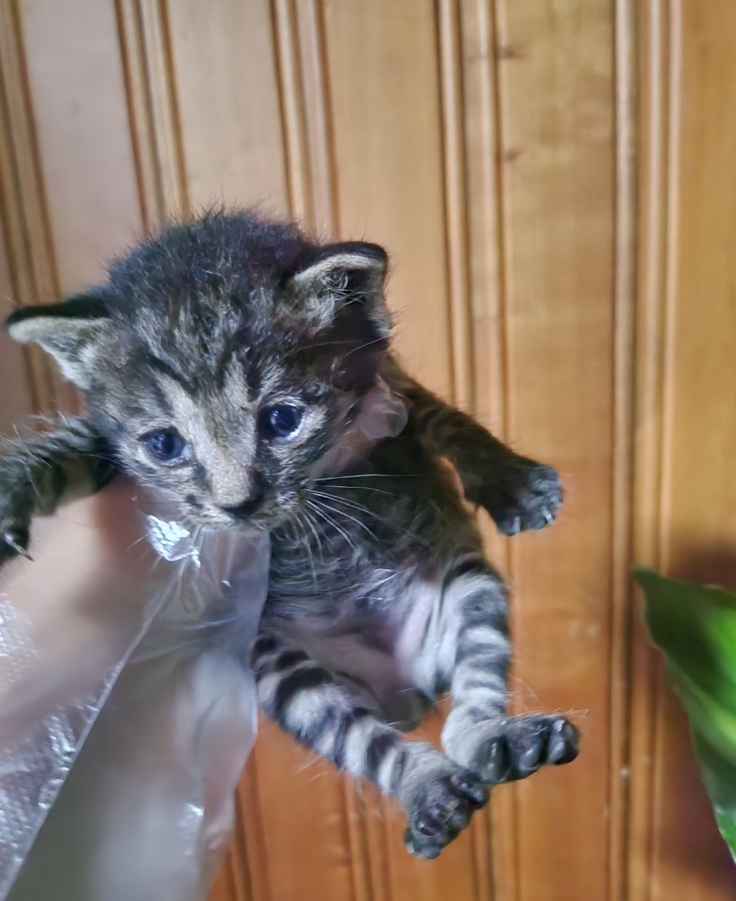 울산유기동물보호센터_431373202300899
