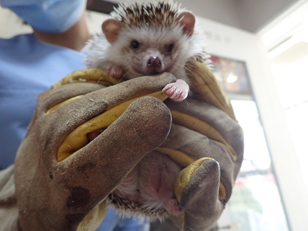 종료(입양) 고슴토…