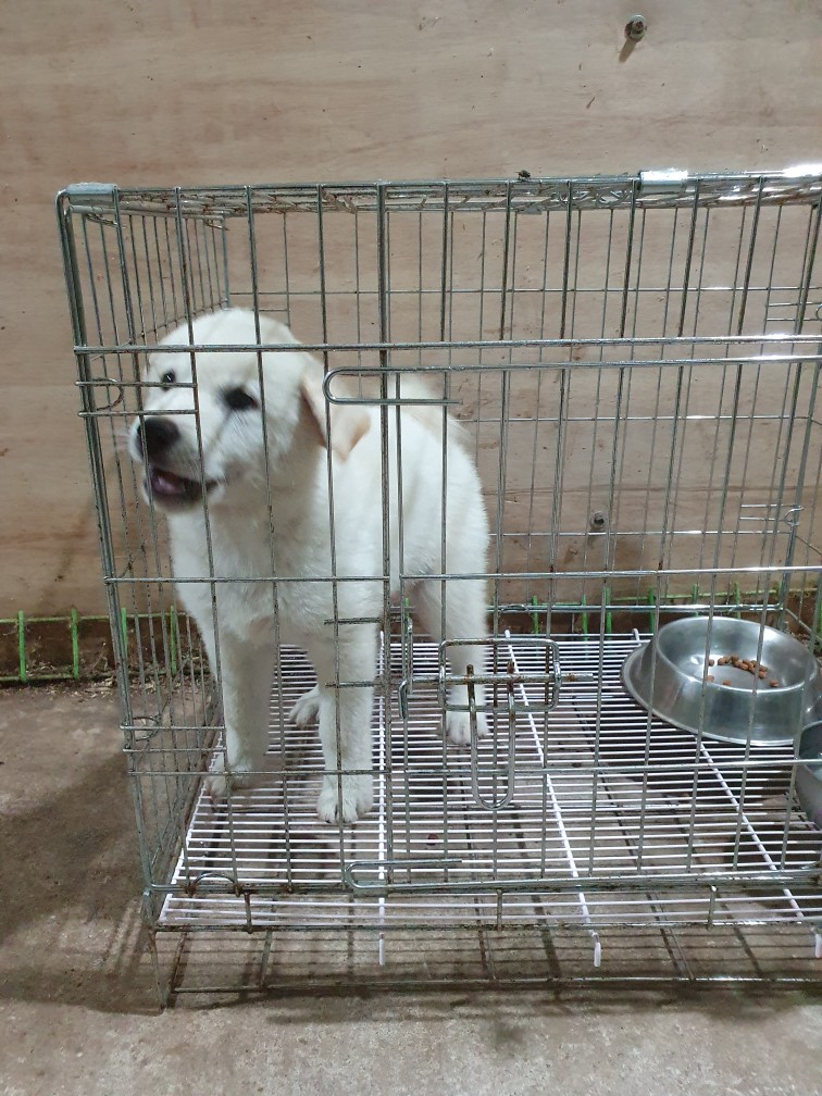 고령군 임시보호소_447520202300294