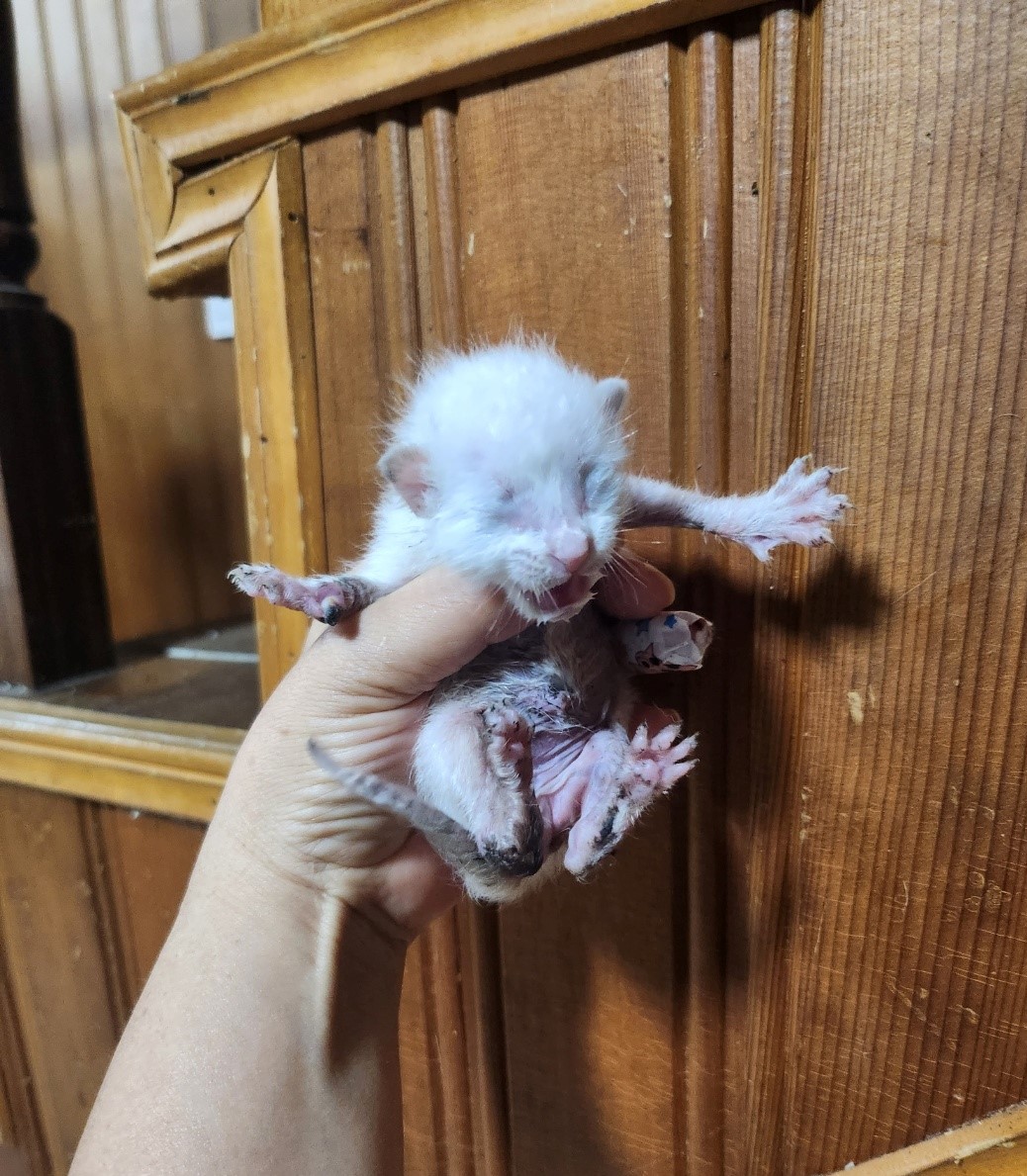 울산유기동물보호센터_431373202300901