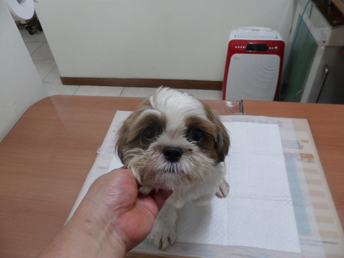 강현림동물병원_411320202300609