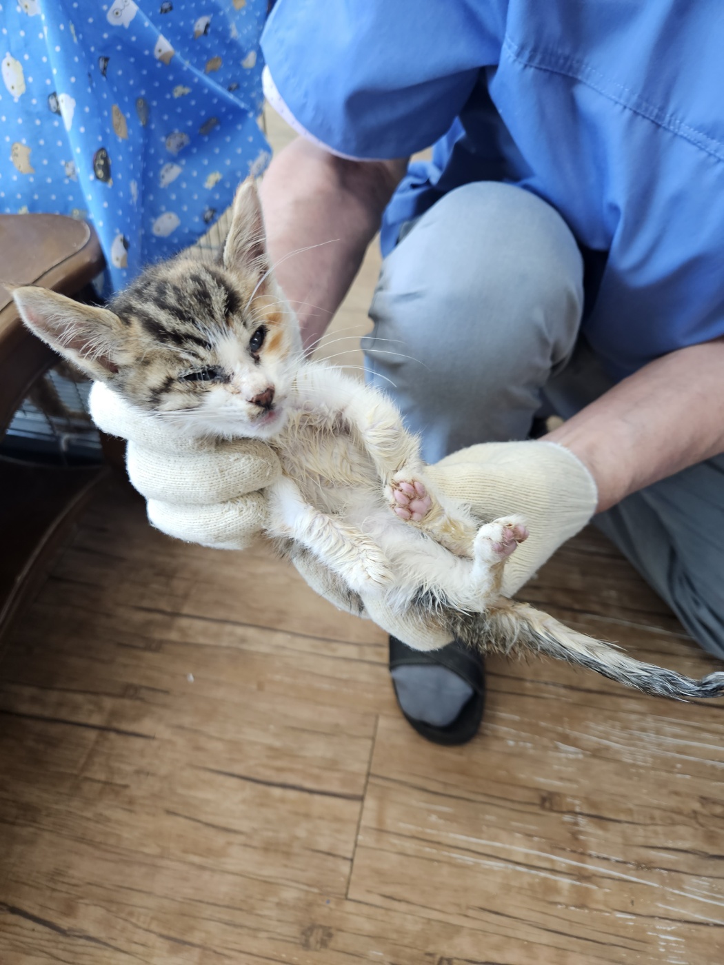 정선가축병원_442429202300777