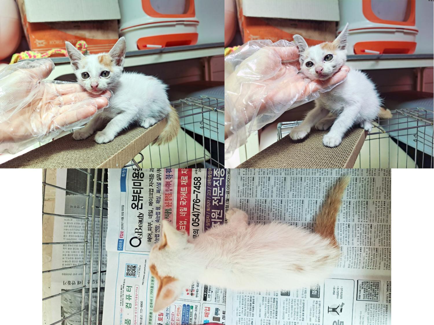 (사)영일동물플러스_447502202300923