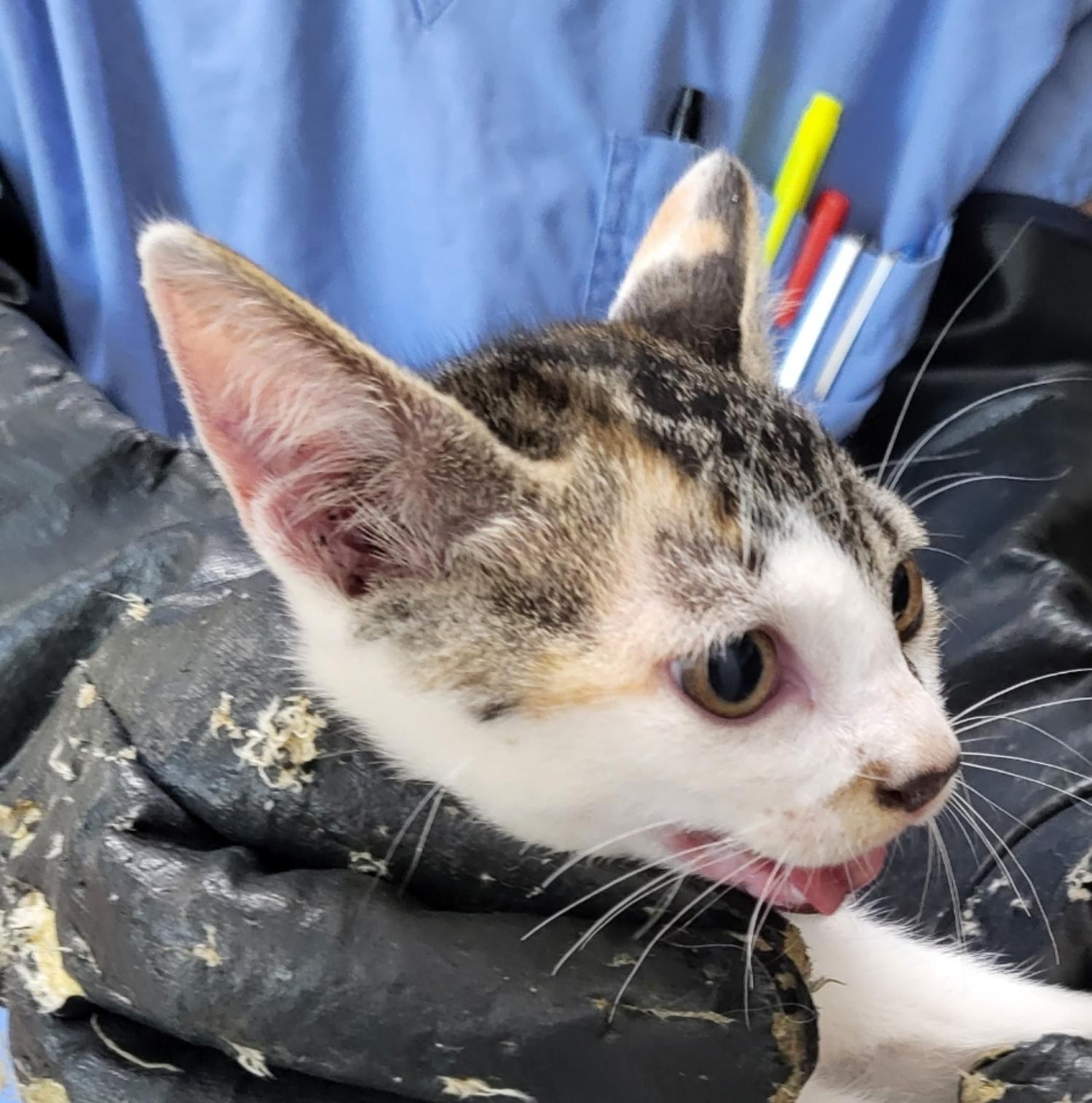 최종주동물병원_443444202300432