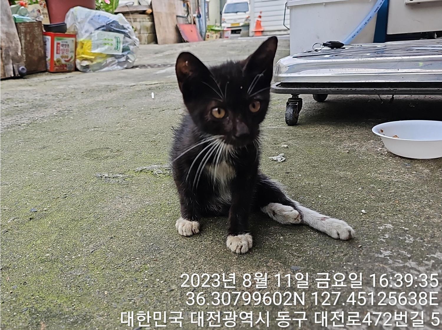 대전동물보호센터_430364202300261