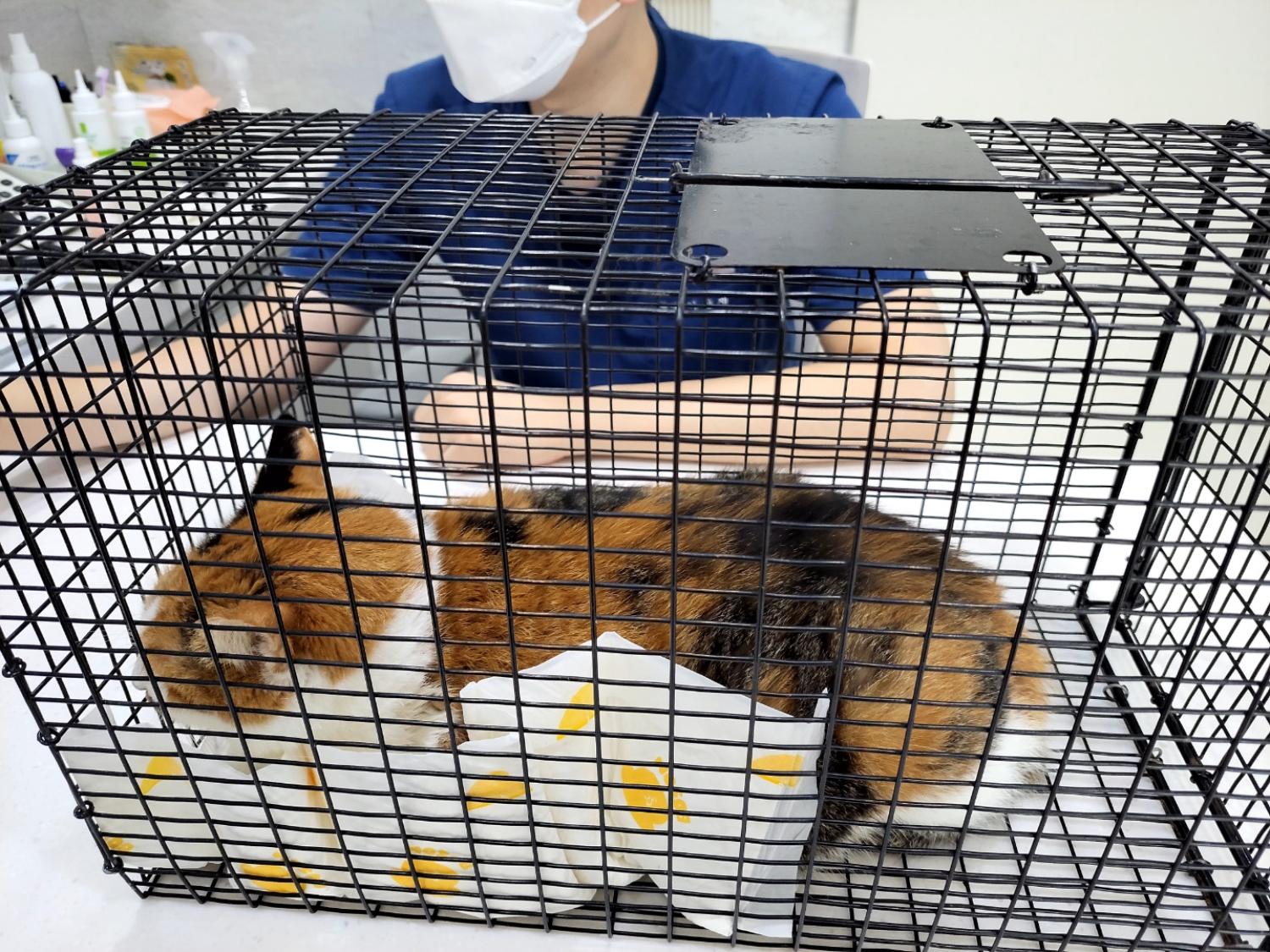 하남동물병원_441404202300464