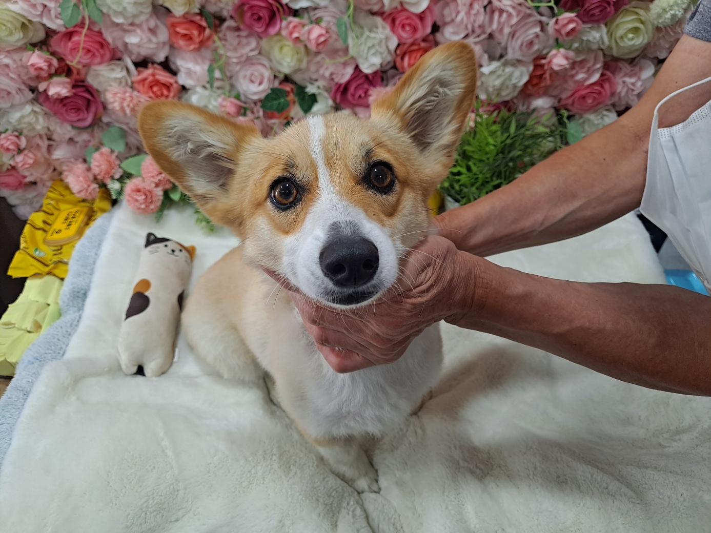 (사)영일동물플러스_447502202300924