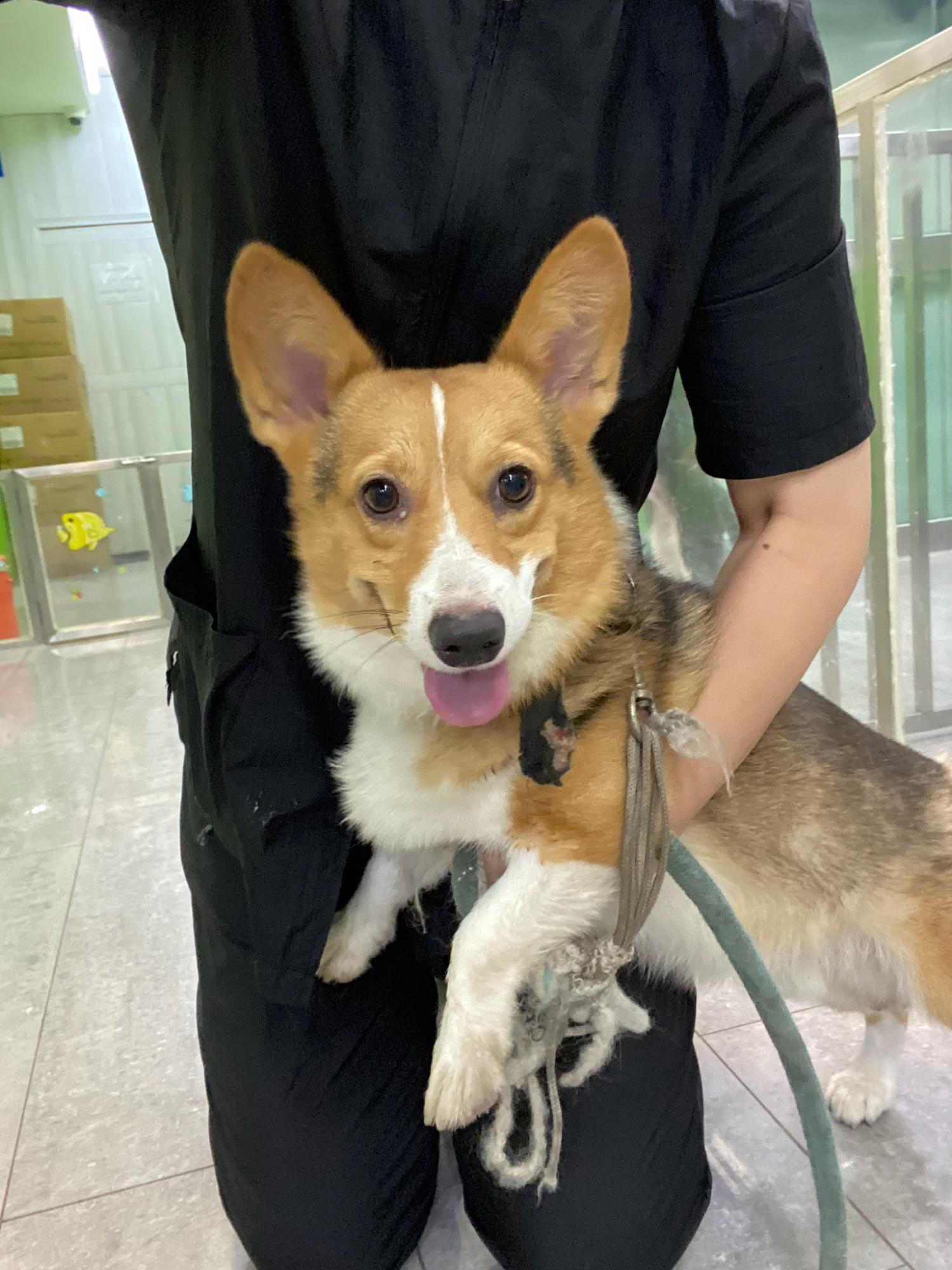 펫앤쉘터동물병원_441378202301410