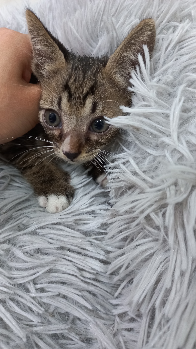 멘토동물병원_427346202300953