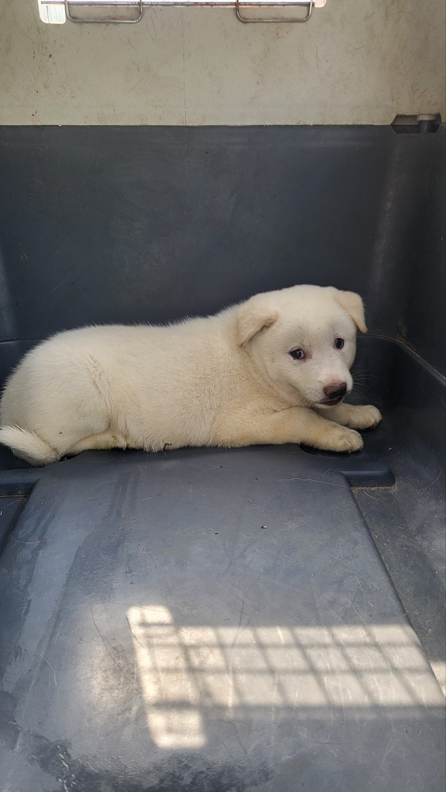 보호중 진도견의 가…