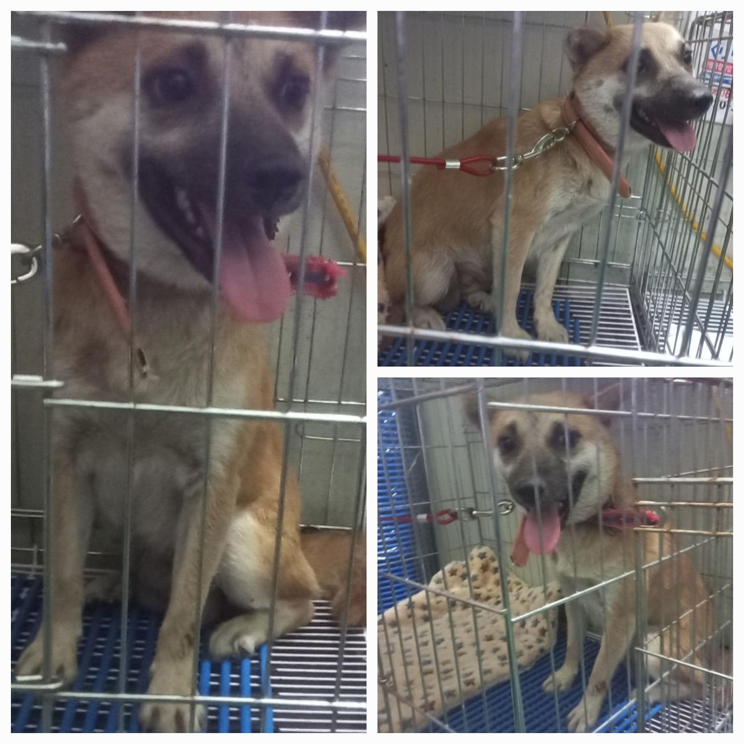 유기동물보호소_446481202300434