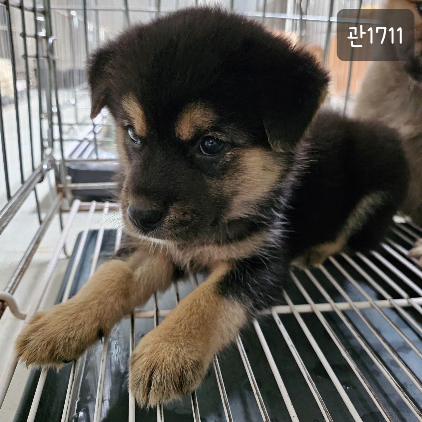 고양시동물보호센터_441394202301711