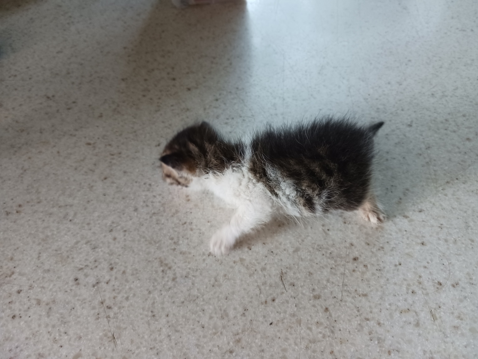 금왕동물병원_443447202300404