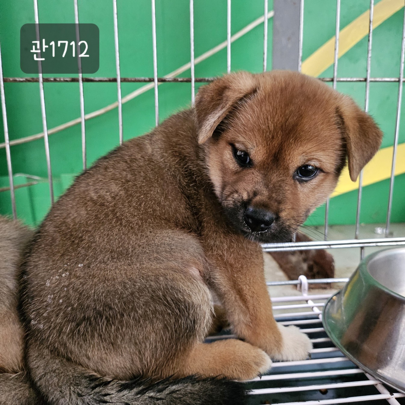 고양시동물보호센터_441394202301712