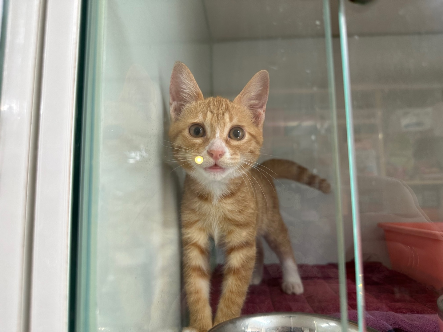 종료(입양) 한국 …